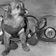 Image for article titled Dog space suits for the earliest canine cosmonauts